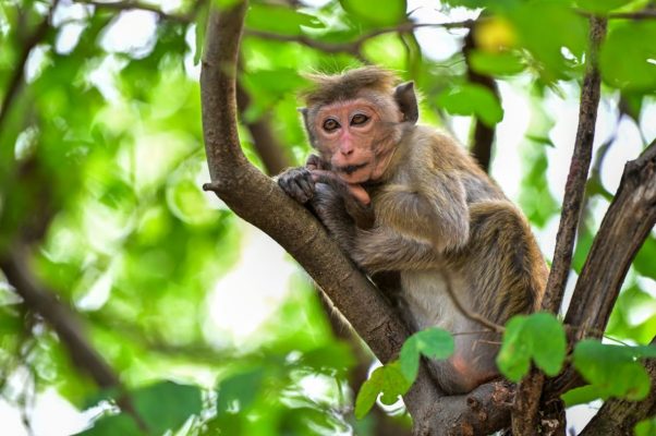 Khám phá Đảo Khỉ Cát Bà